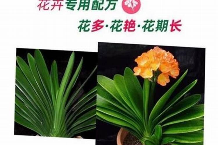 西瓜开花期施什么肥