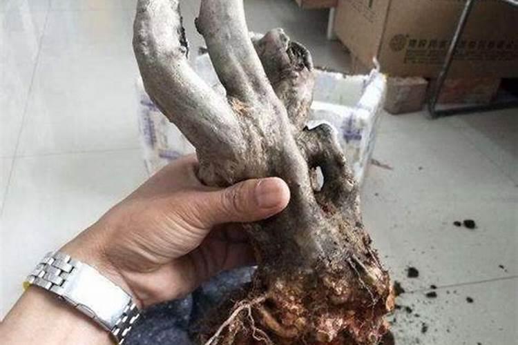 怎么对小麦施钙肥？