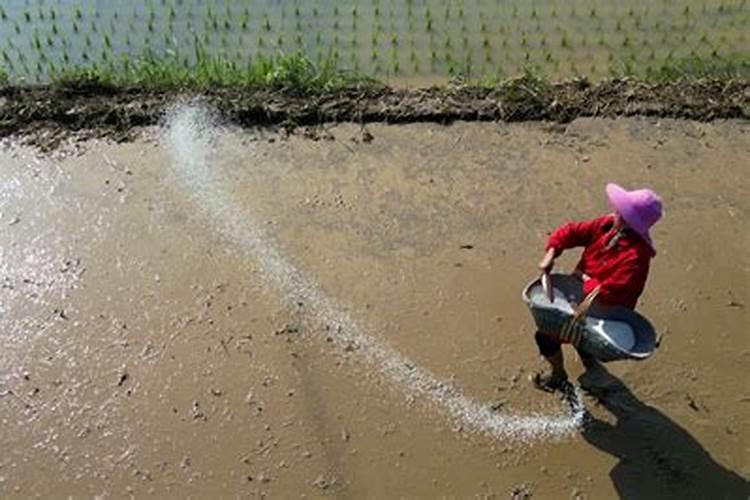 立秋后水稻能不能施肥