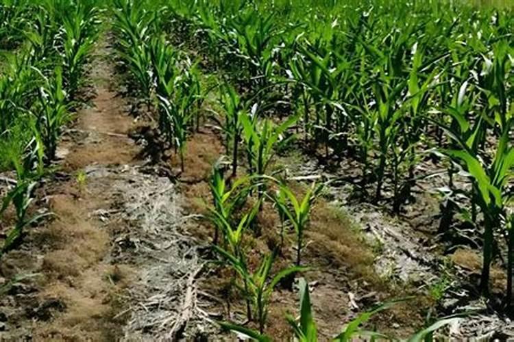 矿源黄腐酸钾颗粒水溶肥,矿源黄腐酸钾每吨价格,改良土壤用矿源黄腐酸...