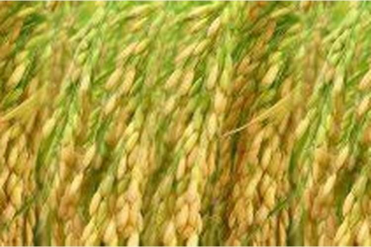 康乃馨花是不是开花后就死了