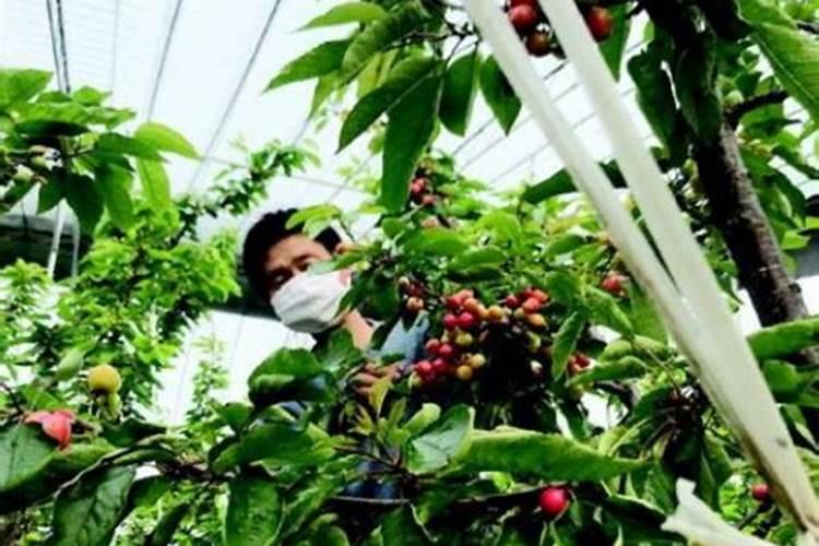 大豆追肥用什么肥料好？