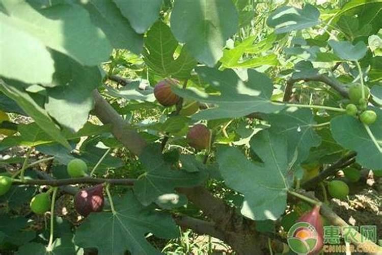 怎么给无花果施肥最好