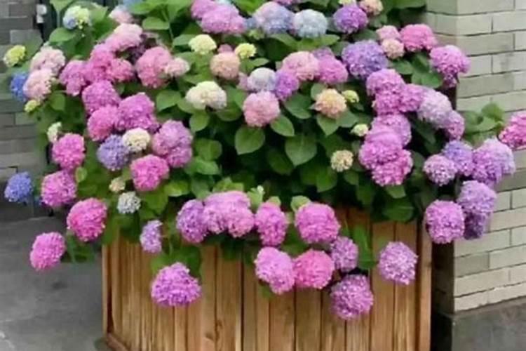 松针土适合种什么花