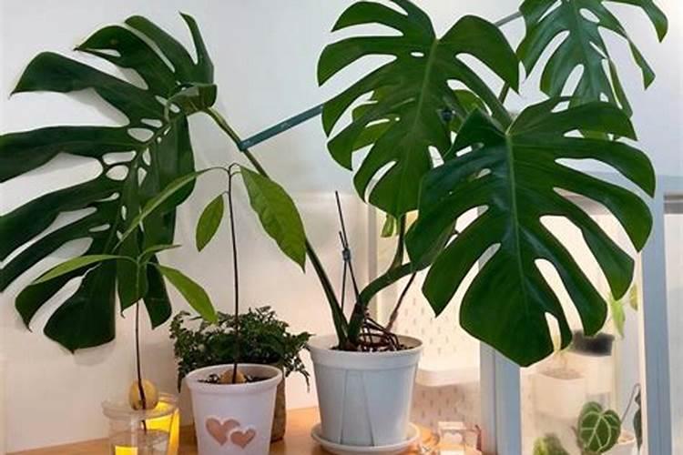 龟背竹养植方法 龟背竹怎么养才能更旺盛