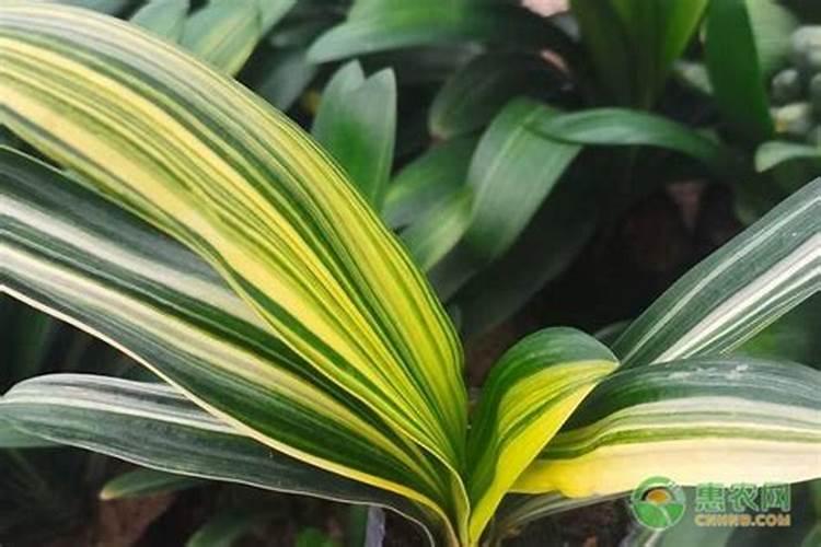 花生除草剂能不能打两次