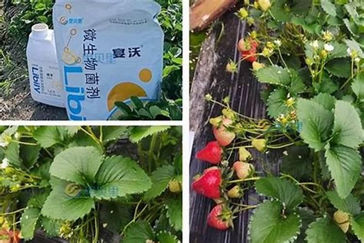 露天桃子成熟期喷什么叶面肥增加营养