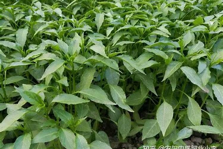 瑞士矿产资源究竟有多贫乏？一个贫矿国的顶级玩家模式