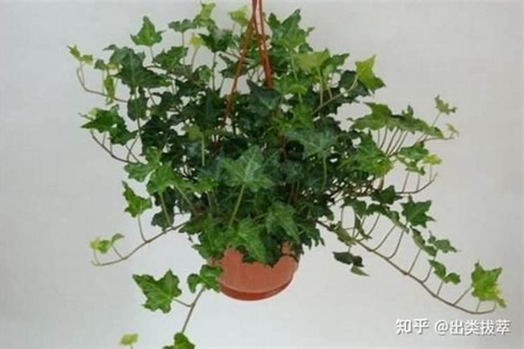 葡萄小苗用什么肥长得快