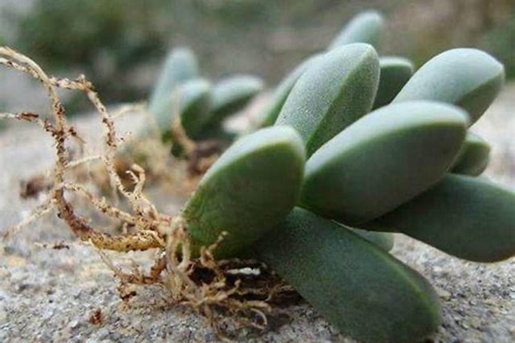 栀子花怎么施肥