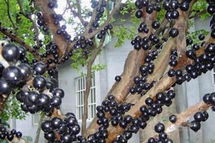 嘉宝果养植方法