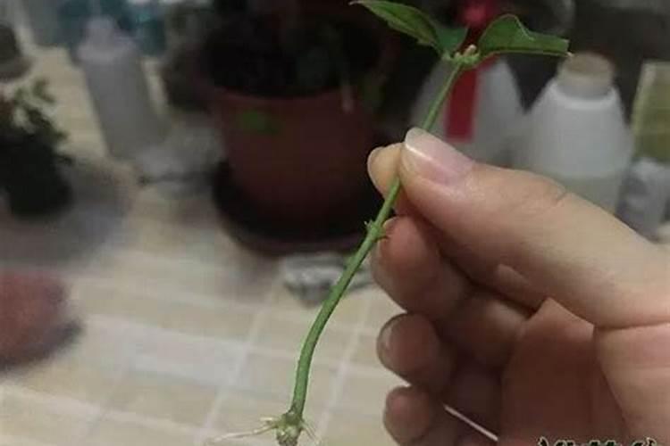 水养富贵竹应该如何施肥