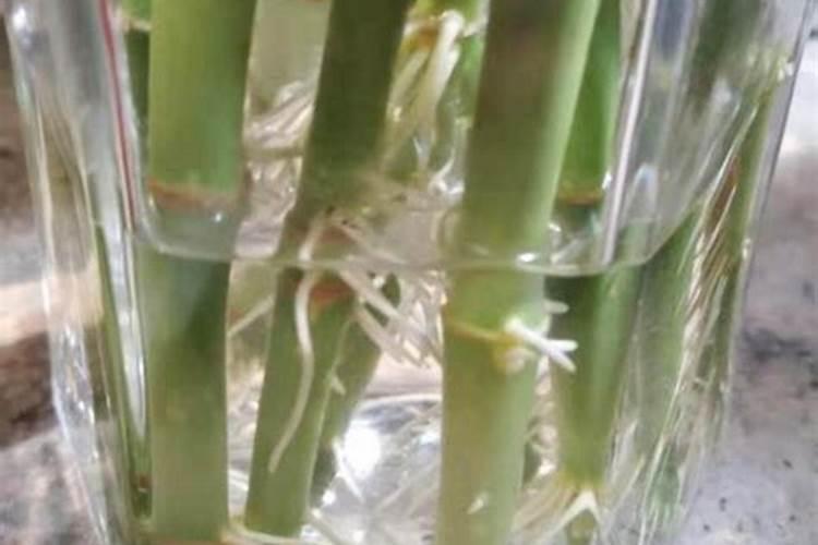 水养富贵竹应该如何施肥