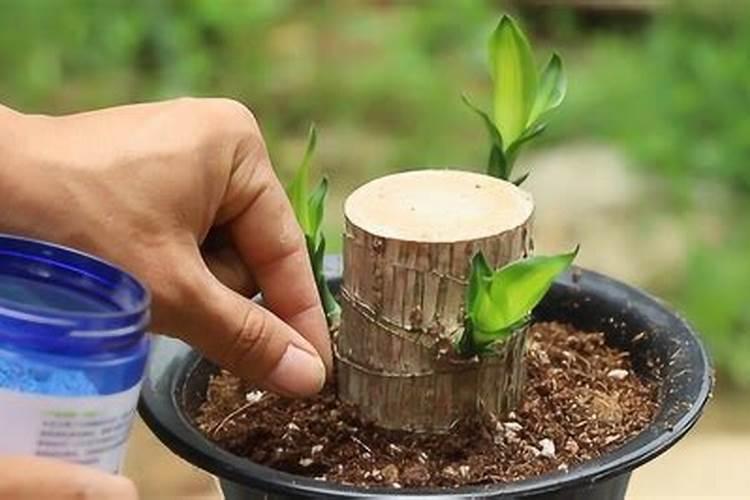 水养富贵竹用什么肥