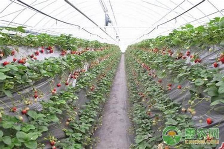 在种植过程中草莓要补钙吗 草莓缺钙怎么办用什么补钙最好
