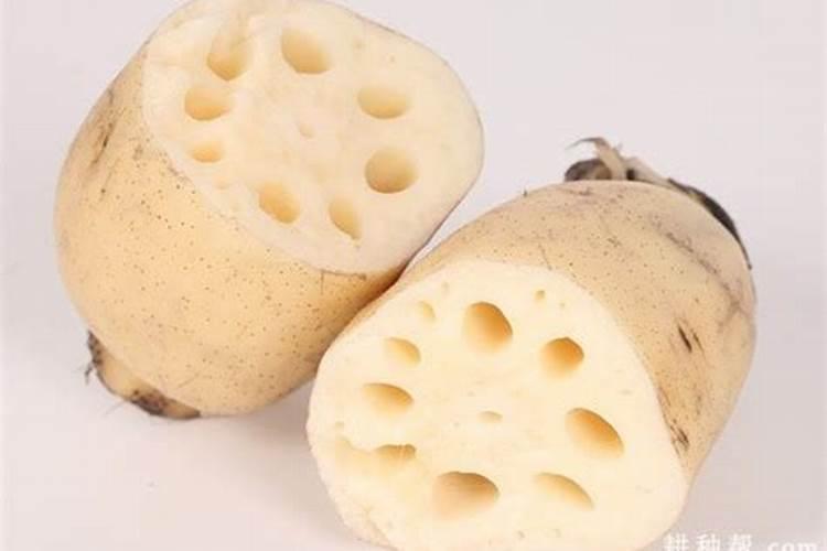 苍术用什么肥料最好