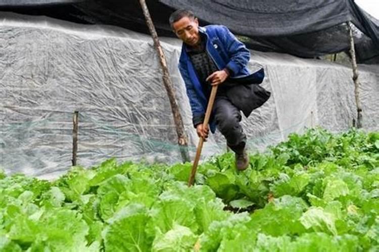苍术用什么肥料最好