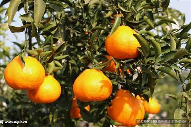 几月份上耙耙柑秋肥最好