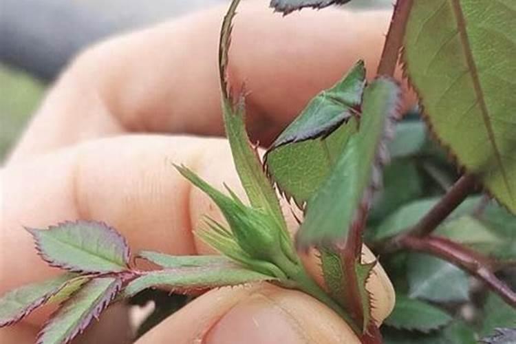 黄腐酸有没有毒啊？