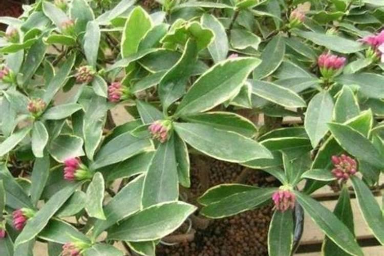 飘香藤用什么肥料,怎么施肥