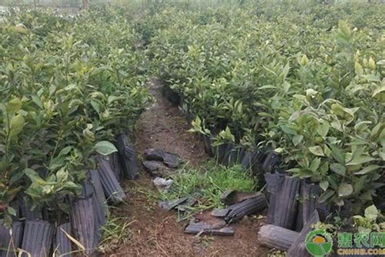 大樱桃采收后的防虫管理