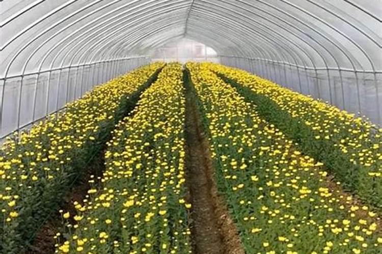 水稻倒伏是什么原因造成的？怎么办？教你几招补救措施!