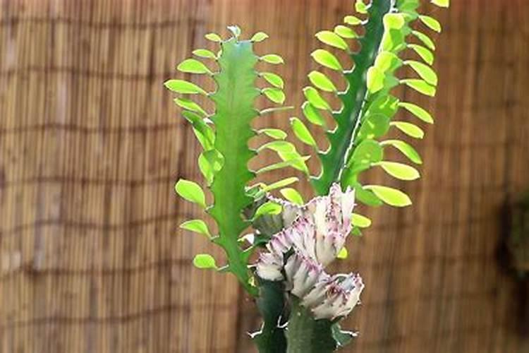 龙骨花怎样浇水和施肥