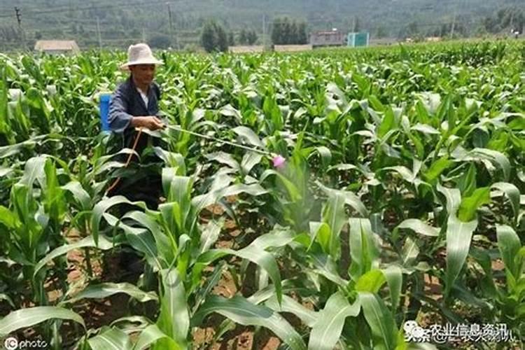 玉米打过缩节,几天可以追肥？