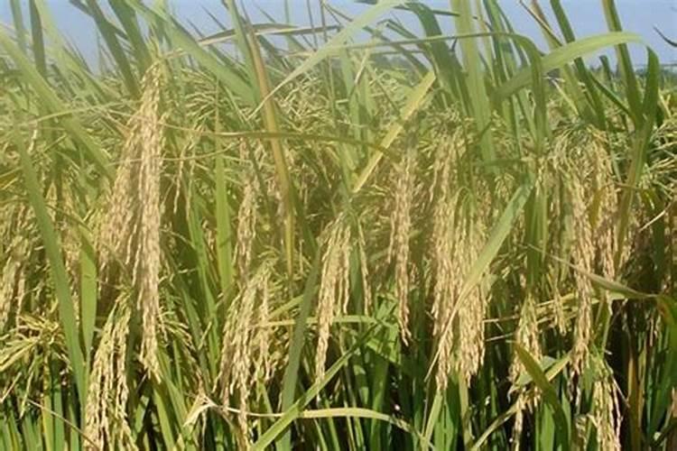 硅肥对水稻起到什么作用呢