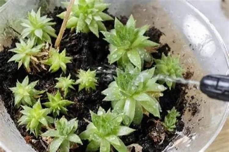 蝴蝶兰施什么肥最好