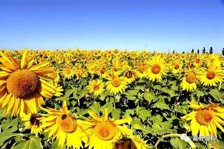 食葵灌浆需要施什么肥