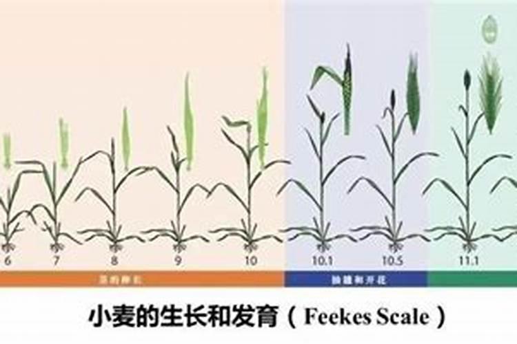 小麦一生需要多少氮磷钾？