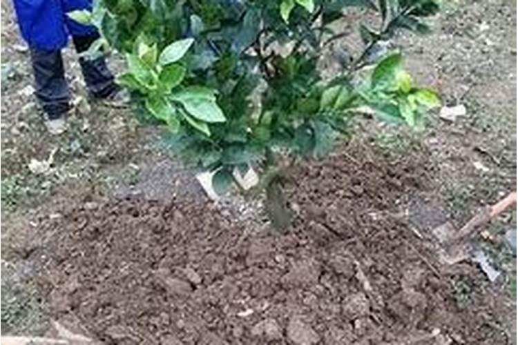 欧帕肌理壁膜是一线品牌吗