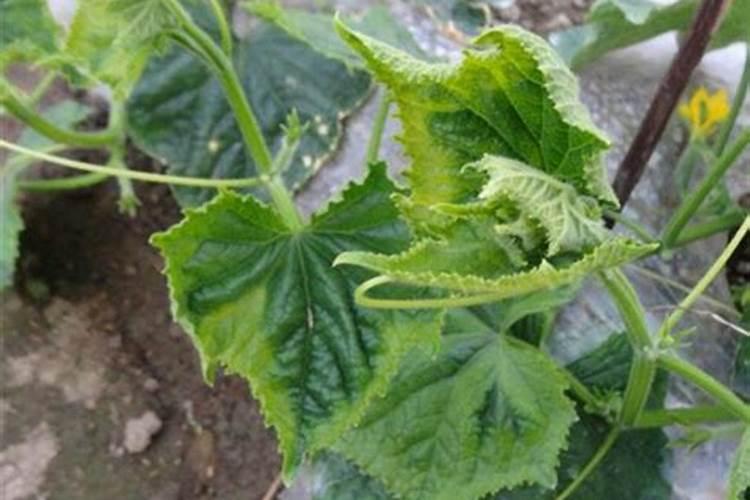 黄瓜需要用那种肥料？黄瓜什么时候用肥比较好？喷什么叶面肥结果多？