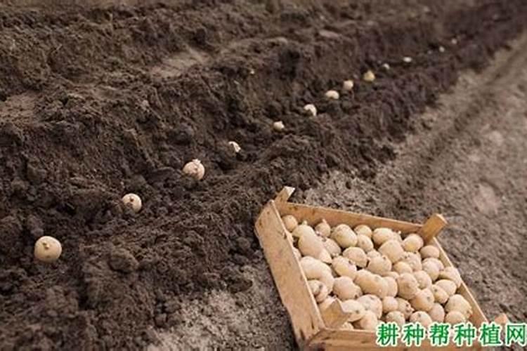 马铃薯对养分的要求