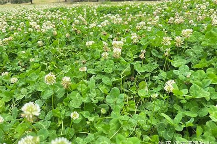 混播草坪为什么9月要施肥