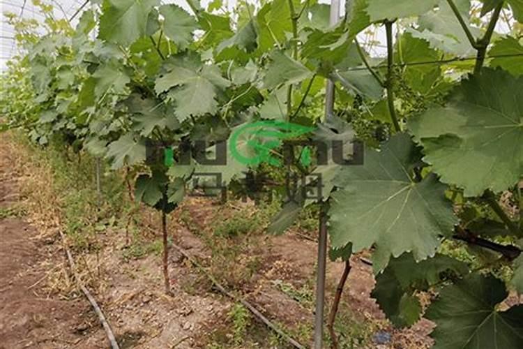 水溶肥在葡萄如何使用？