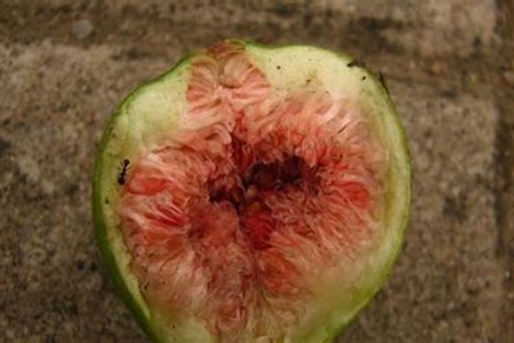 馒头如何做花肥