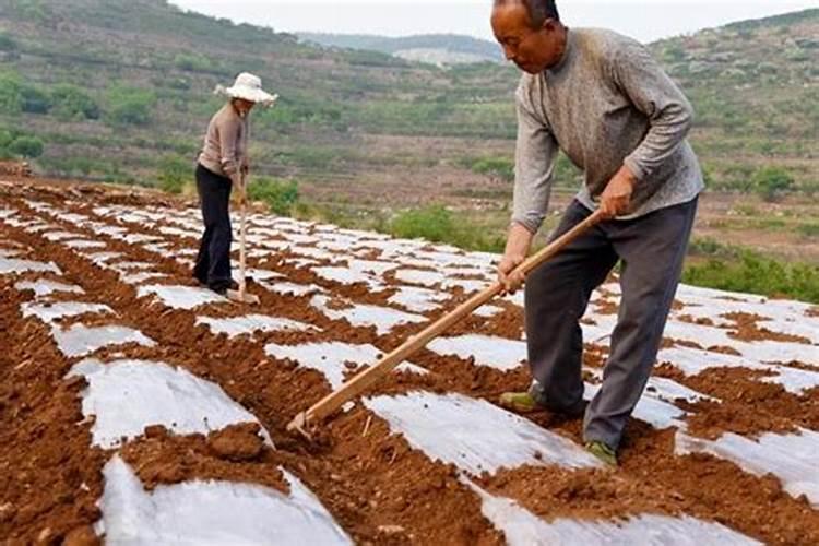 开荒地需多少氮磷钾肥作底肥种油菜籽？