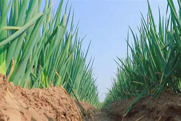 青岛正典燕窝有限公司怎么样