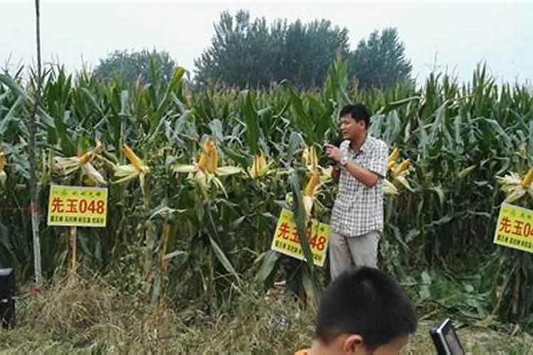 种玉米用什么样肥料好？