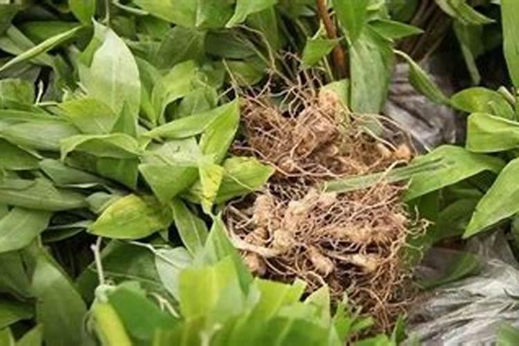 中药材用什么肥料好？中药材生根专用叶面肥？中药材什么时候用追肥？