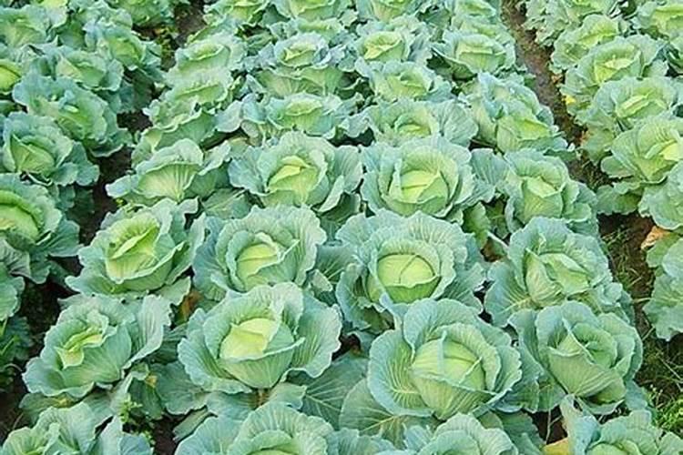 缺肥了,兰花施什么肥好？