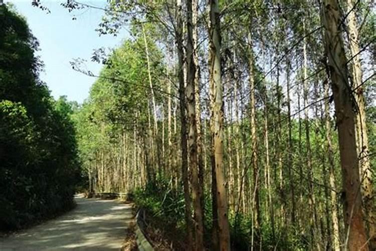 七坡林场桉树专用肥