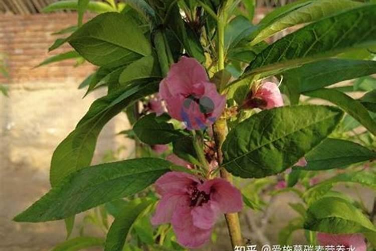 追肥一般用什么肥料