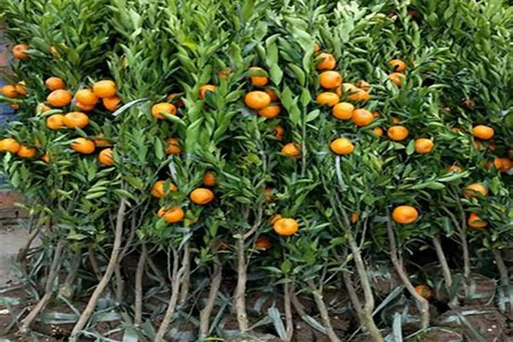 柑橘苗什么时候施肥