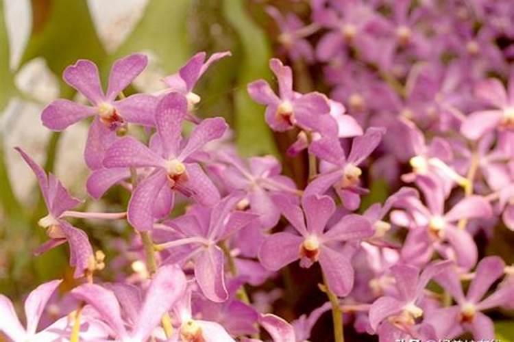 甘蔗多久施一次肥