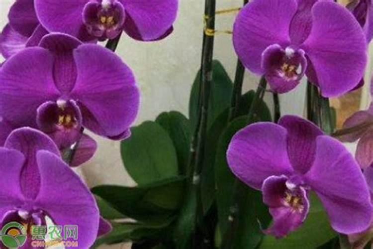 蓝莓幼苗用什么土长得好