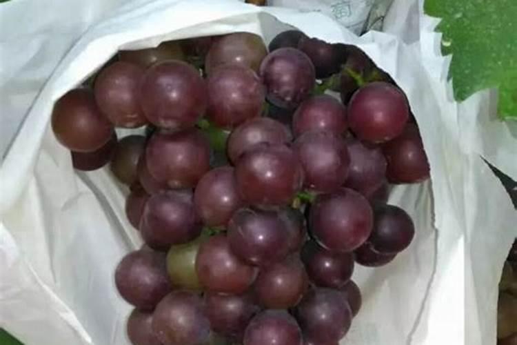 乳瓜的功效与作用 乳瓜的功效是什么