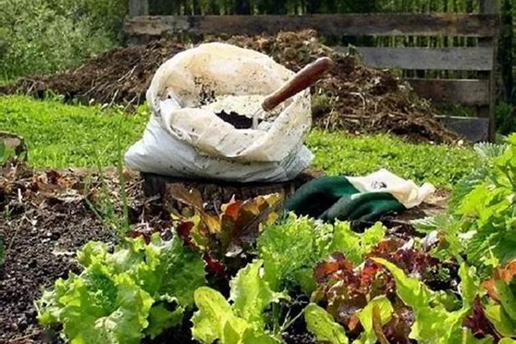 蔬菜堆肥时怎么加入氮和其他元素